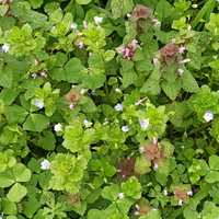 LA THÉRAPIE DANS LA NATURE